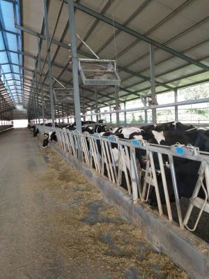 Cow Head Lock s vysokou kvalitou v čínské farmě