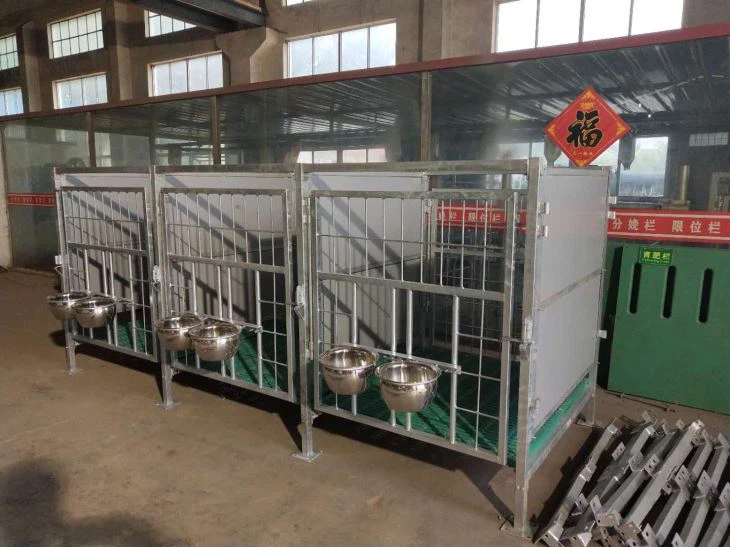 Young Cattle Farm Equipment